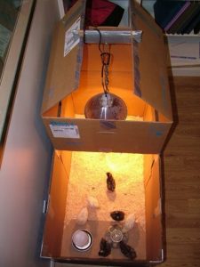 Backyard Chickens: Getting Started Part 2 Image